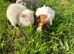 Beautiful Baby Guinea Pigs Mixed Colour Male & Femal