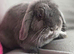 Blue mini lop doe