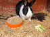 Rabbits x2 male and female + cage