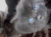 Kittens for sale