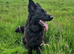 KC Black gsd