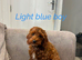 Cavapoo F1b