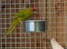 Kakarikis