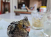 Baby cockatiel