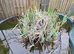 Pond plant