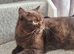Beautiful Retired Chocolate GCCF/TICA Registered Lady