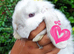 Mini lop