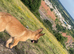 German sheperd x Belgian malinois