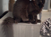 Title Beautiful maine coon girl in need new home