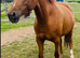 BROODMARE ONLY &ndash; NOT FOR RIDING &ndash; 9yo 15.2hh Chestnut Mare  Mirko x Wellington x Urban (Nimmerdor line)