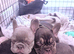Gorgeous Choc Tan French Bulldog **REDUCED**