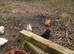 Pekin bantam fertile eggs