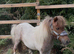 Superstar kids pony
