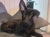 Male German shepherd