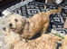Two Glen of amaal Terriers pups