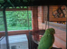 Baby Ringneck