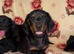 4 beautiful puppies available two male two females