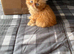 Handsome male Persian kitten