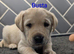 Labrador Pups