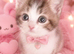 4 beautiful maincoon bengal kittens 12 weeks old 2 girls 2boys