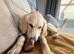 Woody is looking for his forever home