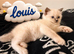 Pedigree GCCF Ragdoll Kittens - Ready to reserve
