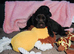 Stunning cocker spaniel puppies