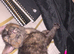 Playful Tortie Kitten Ready for Her Forever Home