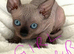 sphynx cannadian kittens