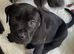 Cane corso x lab puppies