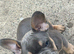 French Bulldog Puppies – 2 Girls & 1 Boy – Born 7th June