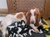 Beautiful Basset Hound Pups Ready NOW