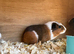 Baby sows