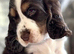 Six Beautiful KC Show Cocker Spaniels Puppies