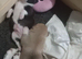 Female American akita x bullmastiff