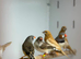 Zebra finches