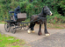 Ride and drives 12.2 cob