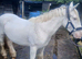 Cob broodmare