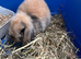 Gorgeous Mini Lop Babies Ready Now!
