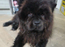 Kc Chow Chow Puppies