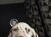 Six beautiful dalmatian puppies