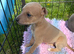 Kc Reg blue fawn and blue whippet pups *only 1 left*