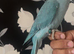 Baby blue Indian ringneck  (hand reared)