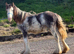 Blagdon filly cob