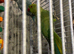 Indian ringneck
