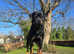 ROTTWEILER FOR STUD