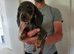 Minitature daschound