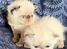 Colourpoint Exotic Shorthair Kittens
