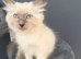 Beautiful blue ragdoll boy