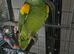 Amazon parrot pair